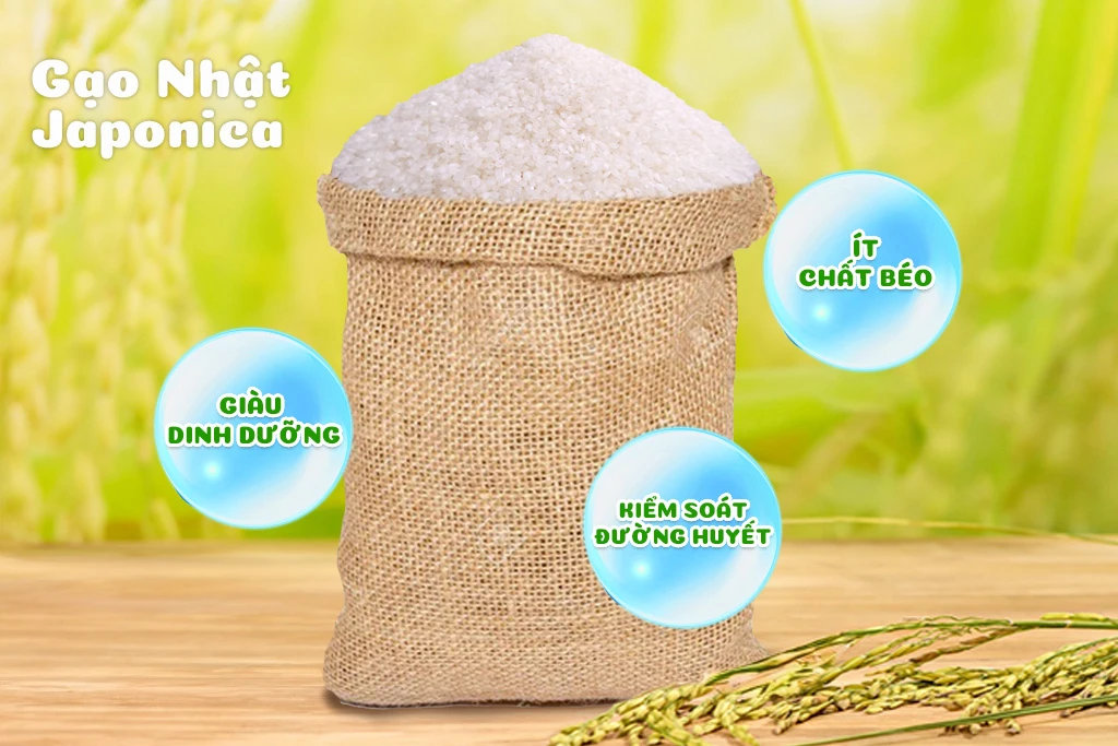 Japonica Japanese Rice: Healthy – Nutritious – Authentic Japanese Flavor